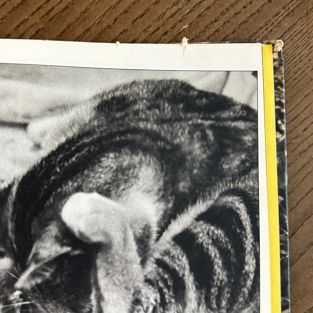 Birth of Sunset's Kittens Carla Stevens 1969 Vintage Childrens Book Cat Photo